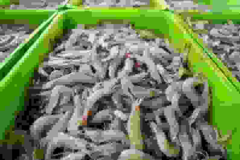 تولید ۴۳۰۰ تُن میگو در استان گلستان