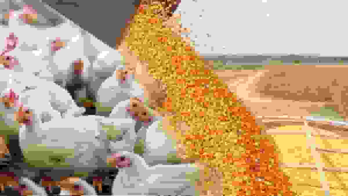 استفاده از تریاک در صنعت طیور کذب است