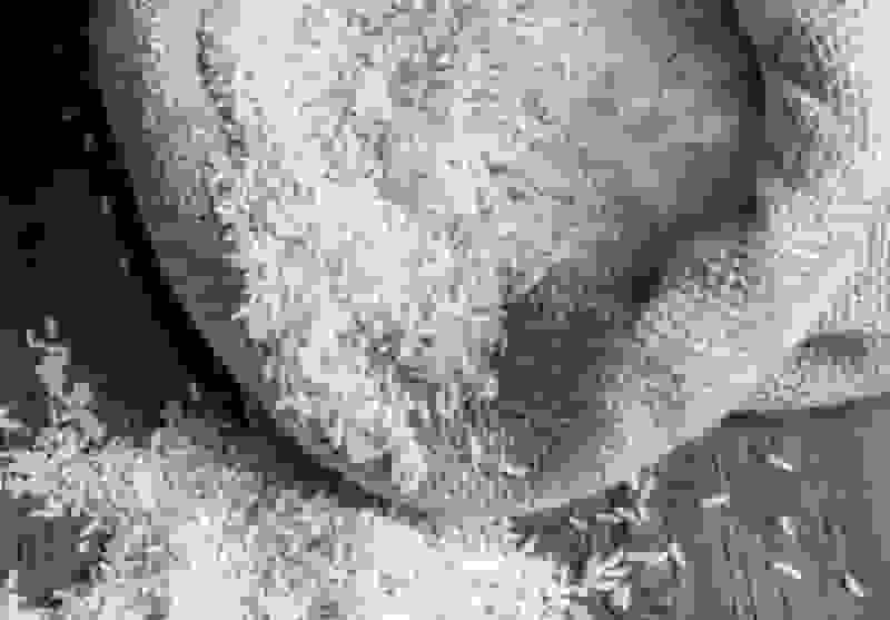 علل افزایش قیمت برنج ایرانی به کیلویی ۳۰۰ هزار تومان