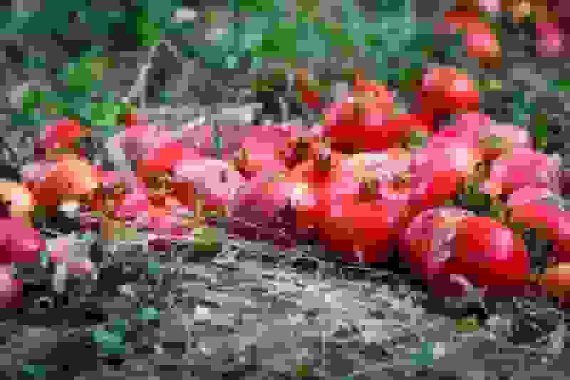 برداشت ۱۲۰ هزار تن انار توسط کشاورزان یزدی