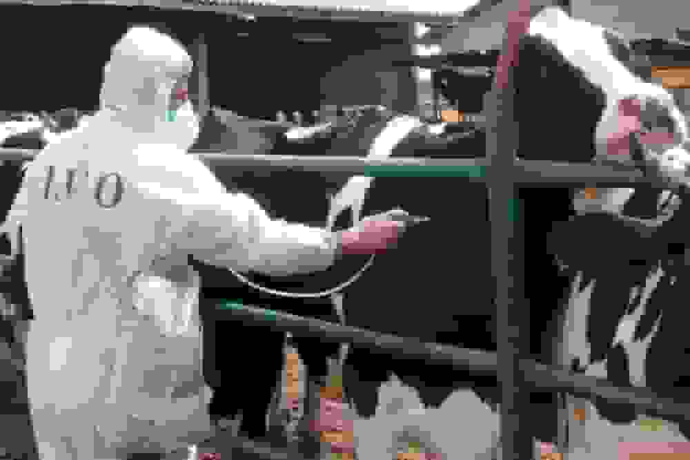 تب برفکی در کمین دامداران استان اردبیل