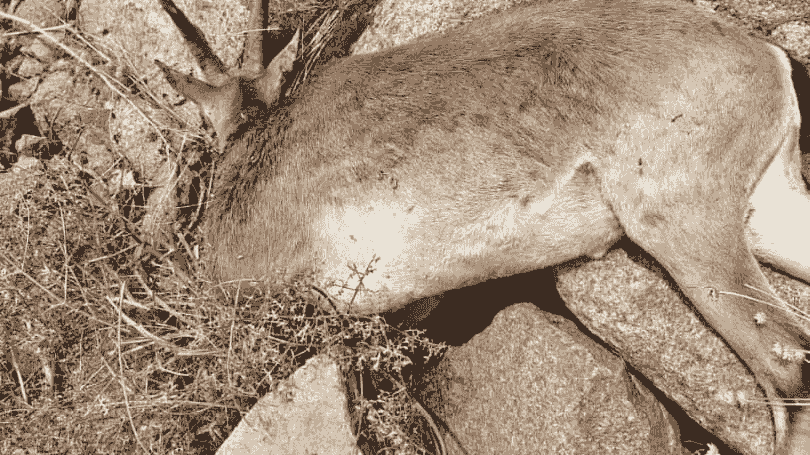 دستگیری عضو باند شکار غیرمجاز در چهارباغ با کشف سلاح و فشنگ