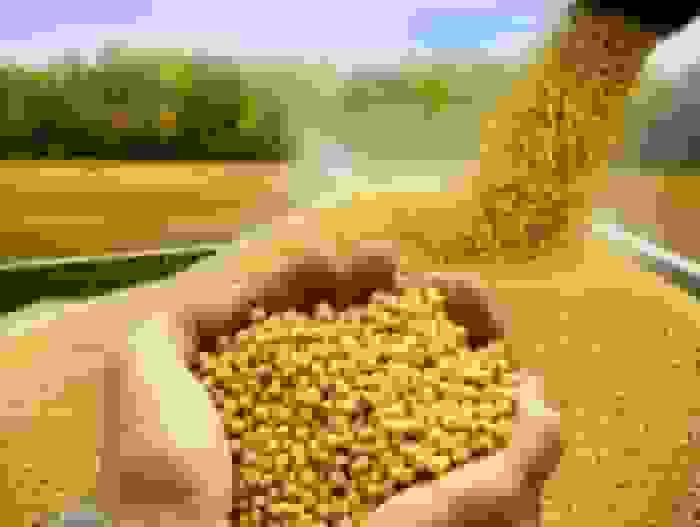 دولت طی ۲ هفته بدهی سویاکاران را پرداخت میکند