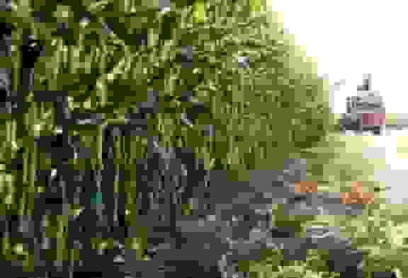 برداشت ذرت در چرام با پیشبینی تولید ۷۰ تن در هکتار