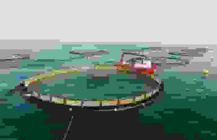 تشکیل کارگروه مشترک شیلات و نخبگان برای توسعه آبزیپروری در بوشهر