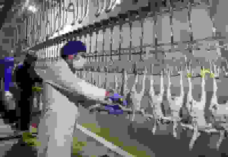 افتتاح بزرگترین کشتارگاه صنعتی مرغ جنوب کشور در گچساران