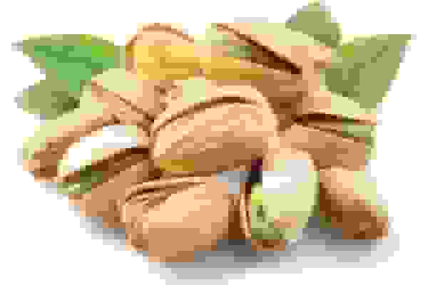 قطع مکرر برق موجب نابودی ۱۳ هزار تن محصول پسته در رفسنجان شد