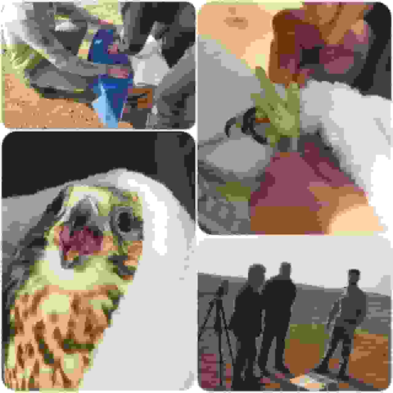 بالابان پس از مراقبت تخصصی در البرز به آغوش طبیعت بازگشت