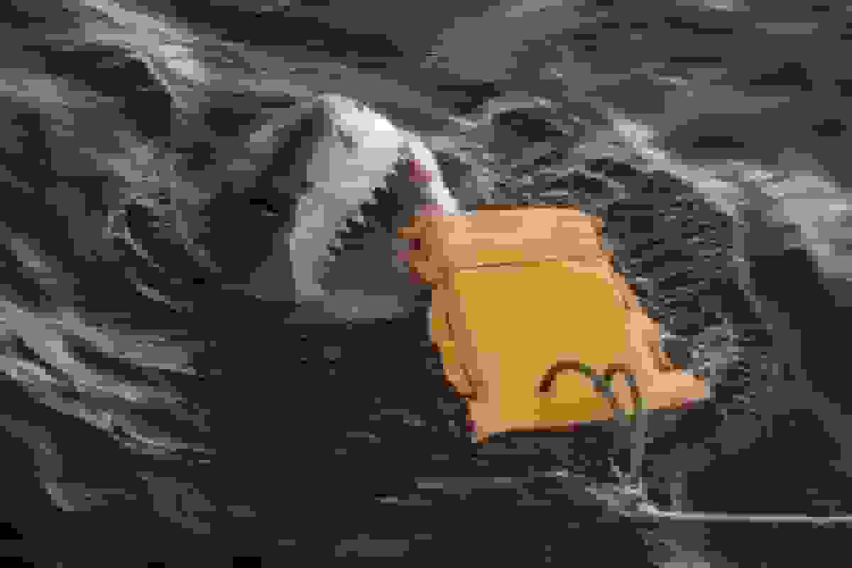 ساخت لباس غواصی مقاوم در برابر گاز کوسه توسط دانشمندان استرالیایی