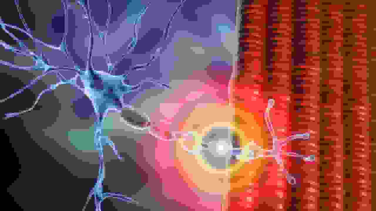 امیدی برای مقابله با بیماری اماس؛ درمان جدید با مهندسی سلولهای ایمنی آزمایش میشود