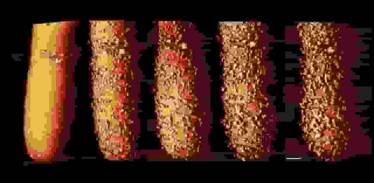 مشاهده مکانیسم تخریب دیواره باکتریها توسط آنتیبیوتیکها برای اولین بار