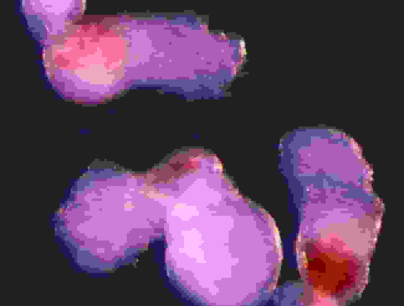 دستاورد دانشمندان کمبریج: پرورش ساختار شبیه رویان برای تولید سلولهای خونی