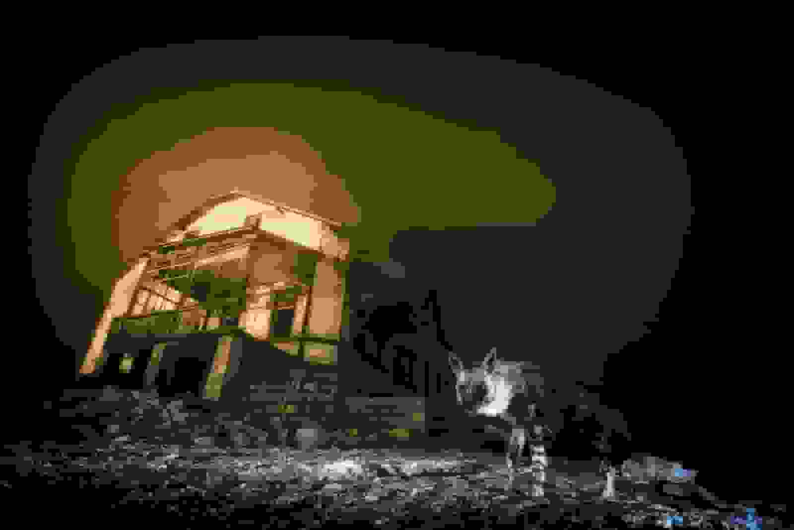 برندگان مسابقه عکاسی حیات وحش ۲۰۲۵؛ کفتار در شهر ارواح