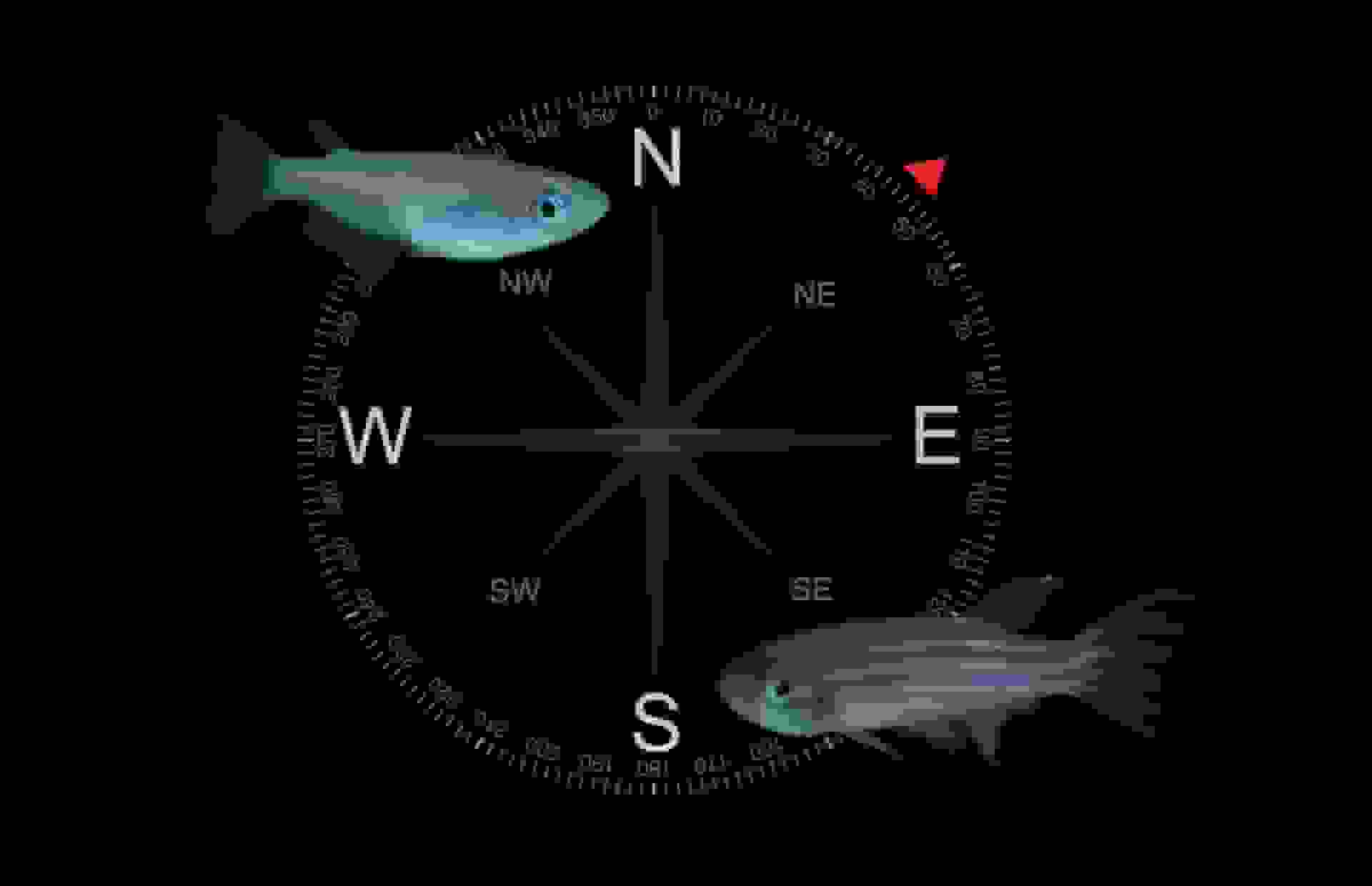 کشف فسیلهای مغناطیسی موجودات باستانی با قابلیت GPS داخلی