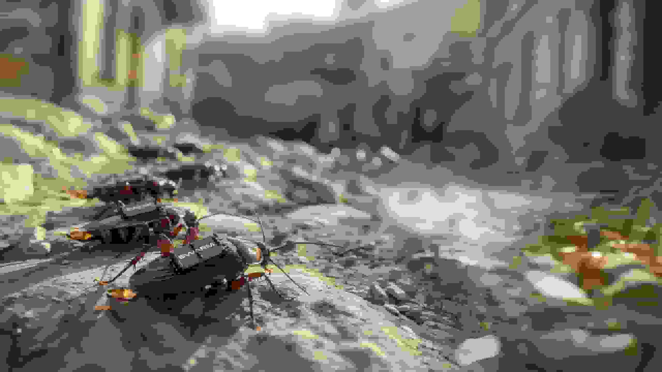 شرکت آلمانی سوسکهای زنده را برای جاسوسی به سایبورگ تبدیل میکند