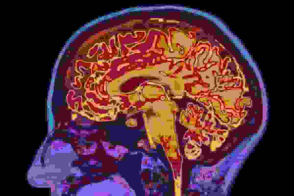 کشف ۵ دوره رشد مغز؛ بلوغ مغز تا ۳۲ سالگی ادامه مییابد