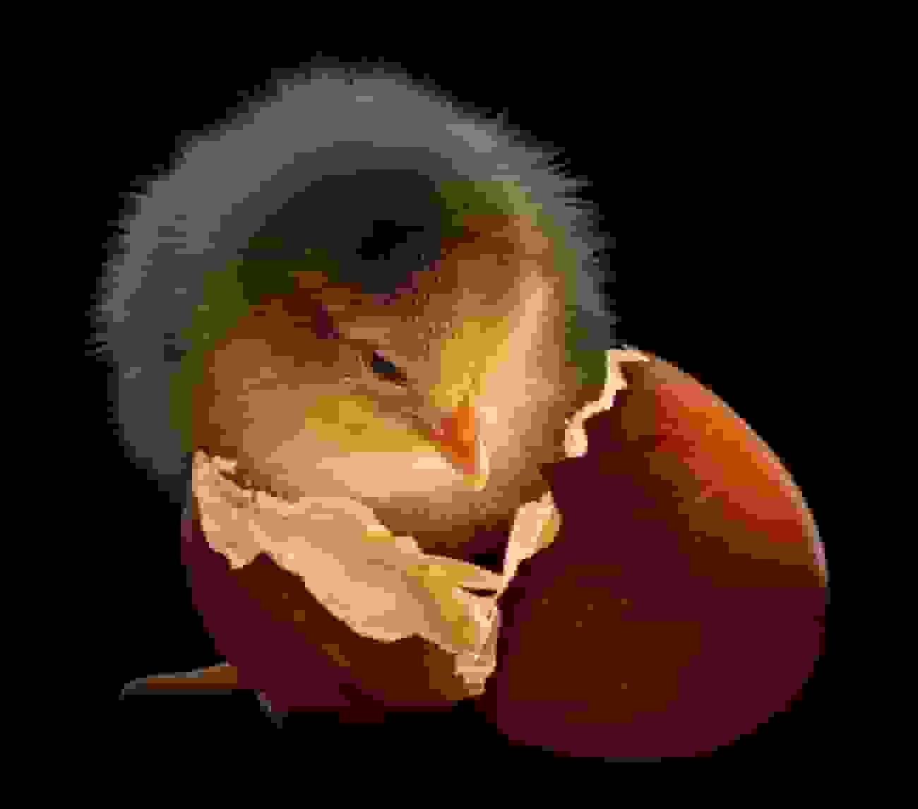 برترین تصاویر سال ۲۰۲۵ نشنال جئوگرافیک از حیات وحش تا دستاوردهای علمی