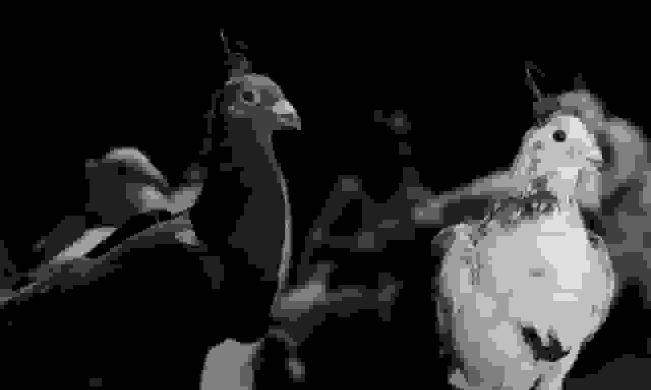 ایمپلنت مغزی کبوترها؛ شرکت روسی پرندگان را به پهپادهای زنده تبدیل میکند