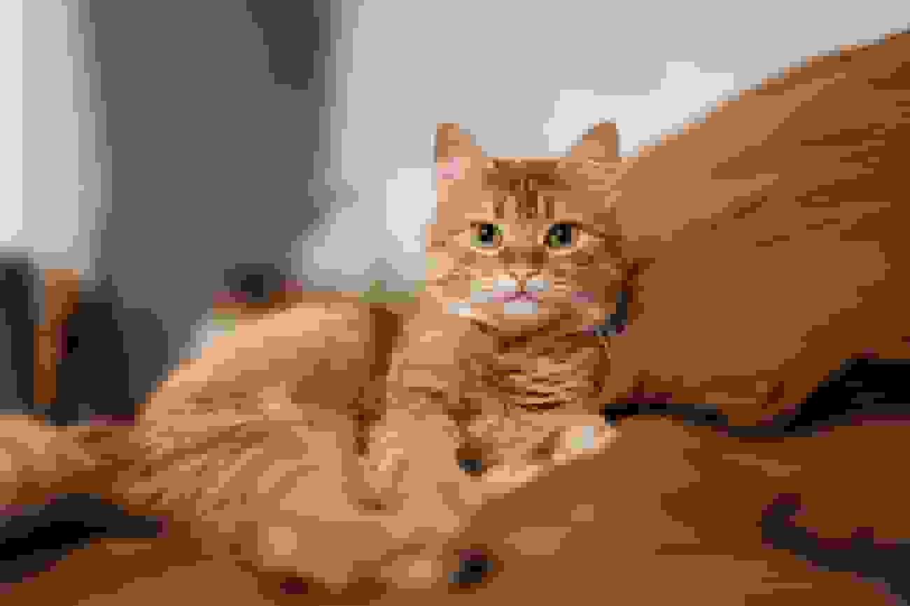 کشف جدید DNA تاریخچه اهلی شدن گربهها را بازنویسی کرد