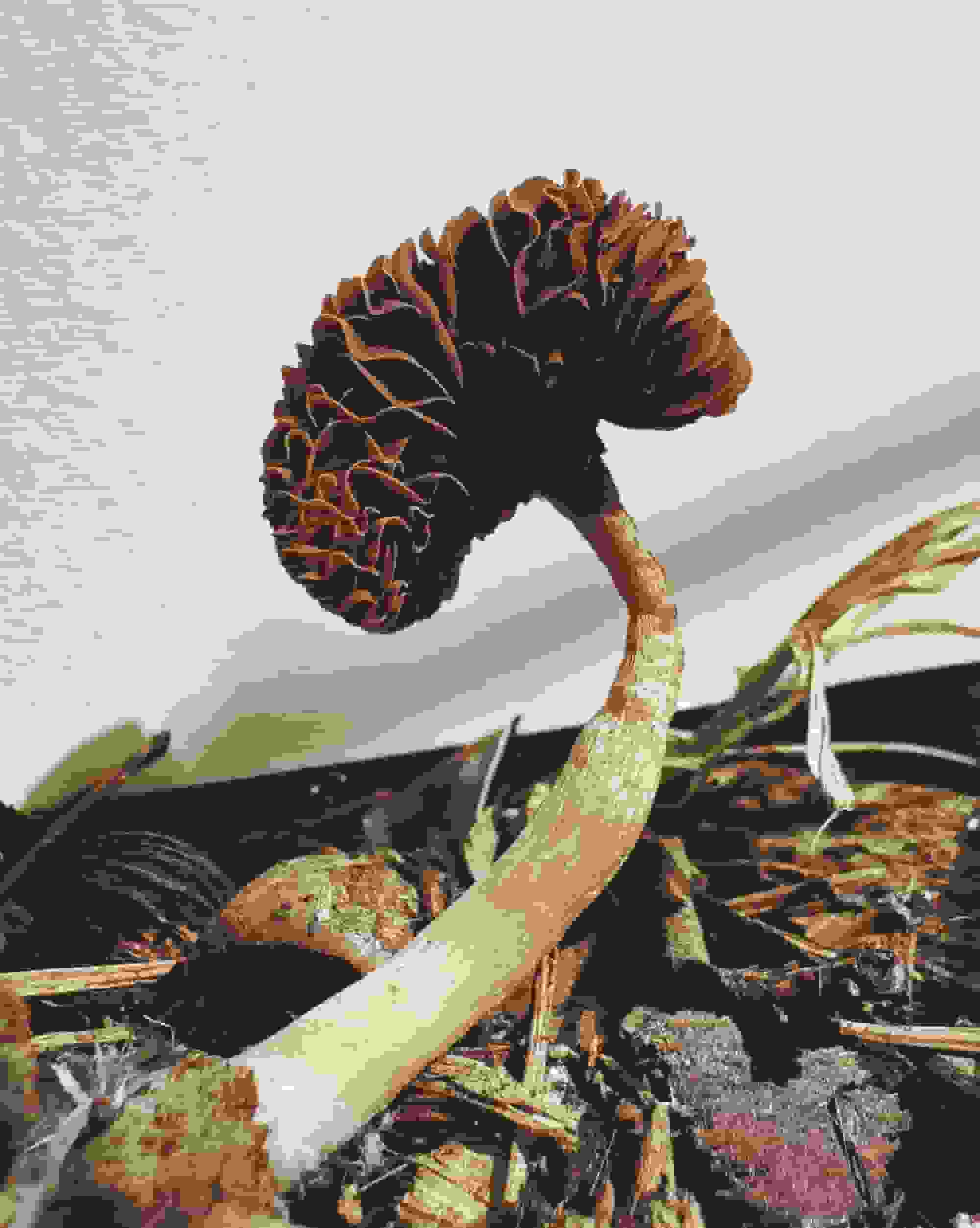 یینگ آنگ به زیر بدنهای گوشتی قارچها در «بدنههای میوهده» میپردازد